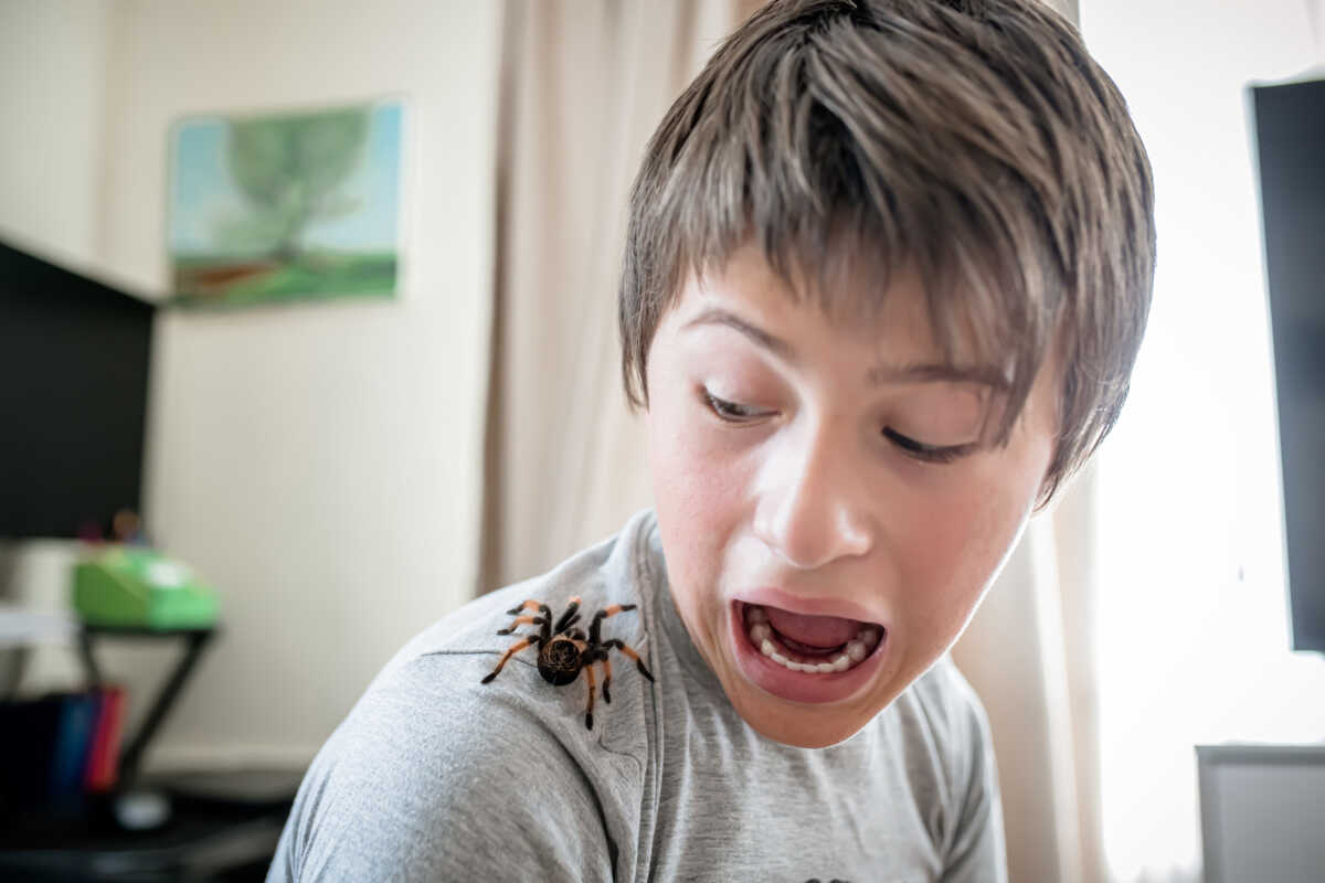 boy yells when he sees a terrible spider on shoulder. brave boy plays with huge spider Brachypelma albopilosum. Treatment of arachnophobia. Defocused