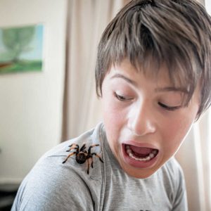 boy yells when he sees a terrible spider on shoulder. brave boy plays with huge spider Brachypelma albopilosum. Treatment of arachnophobia. Defocused